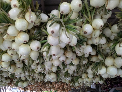 三種の玉ねぎ【玄海丸、レッドスター、豊泉】4.9kg