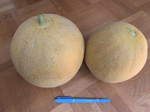 【自然栽培】固定種 赤肉カンタロープメロン 4kg以上★農薬・肥料不使用｜甘さ控えめ