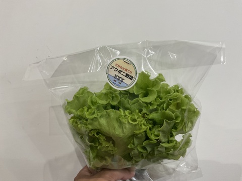 新鮮採れたて！アクアポニックス産レタスセット　300g