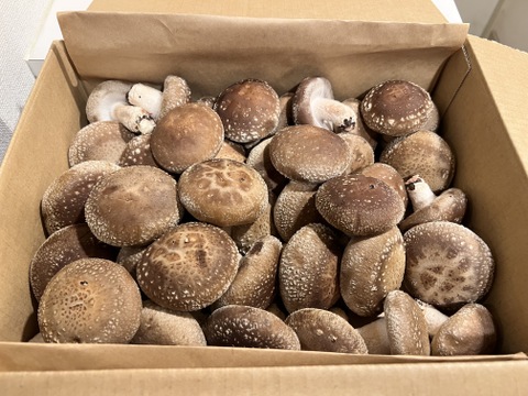 【今季最終。3月31日出荷限定！】 肉厚しいたけ　大きさイロイロ　ミックスBOX　たっぷり約1㎏【おすすめの食べ方付き】