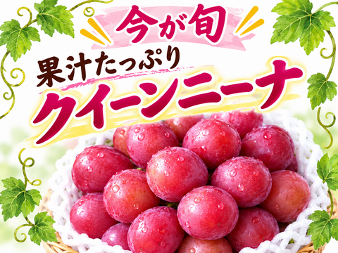 ✨️🌿今が旬 クイーンニーナ🌿✨️ 【2房入/約1㎏程度】：茨城県産の