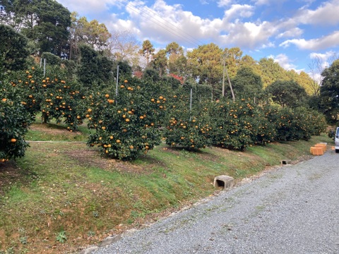 プチプチとろり！福岡県産『はるみ』　4.5kg