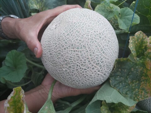 いよいよラスト！北海道赤肉🍈青肉🍈シーズンラストで３Ｌビッグサイズ。日高サラブレッド堆肥と有機質肥料で育ったメロン２玉 。赤肉。青肉。品種はお任せ。農薬・化学肥料不使用栽培🍈は希少。