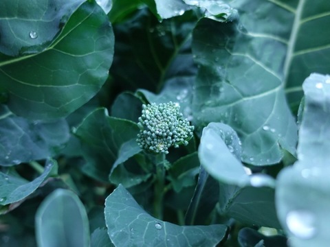 旅する畑から届く、季節の彩り野菜セット（7-8種類）