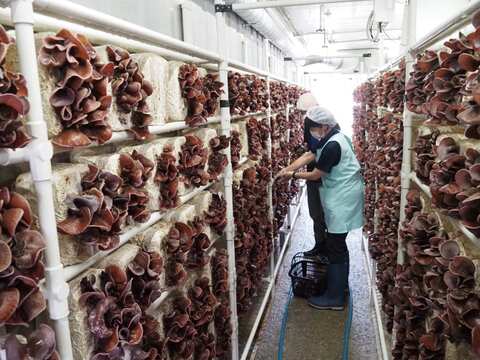 栃木県産生きくらげ 300g【冬ギフト】にもピッタリ!!