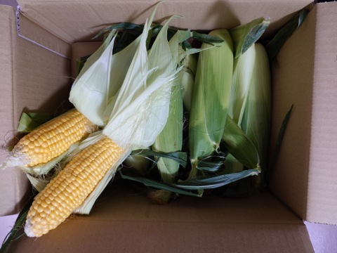 【甘さ自慢】オーガニックとうもろこし　8本セット（3.0kg・サイズ混合）