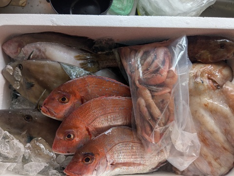 ９月スタート！【最大１ヶ月待ちになります🙇】🐟未利用魚🐟️訳ありを安くお得に！漁師の分け前セット３㎏程度