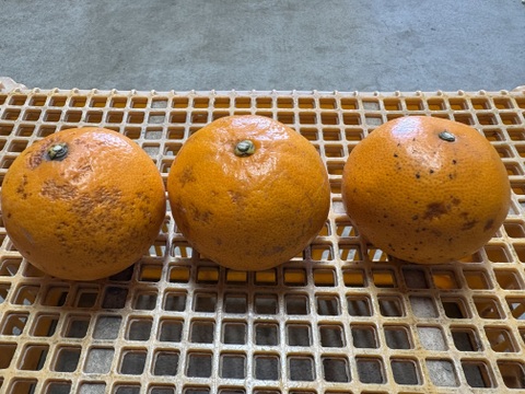 【もったいない！】広島県産｢せとか｣ 10kg （もったいない品）