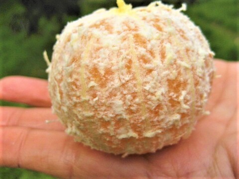 【福袋】1kgの朝採りはるひ　と　 特大2瓶の煮え立てマーマレード(甘夏・ダイダイ)