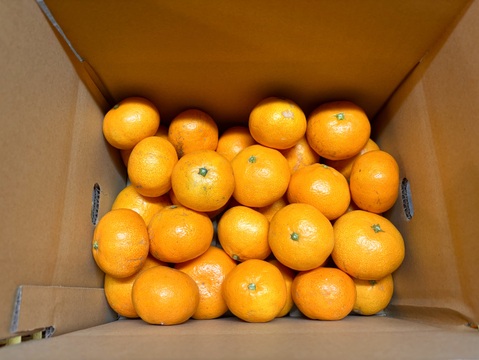 [発送開始！愛媛県産]みかん　家庭用 3kg