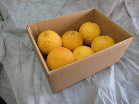 レモンの香りはそのまま、酸っぱくない不思議な柑橘　「レモネード」静岡県より産地直送　1㎏