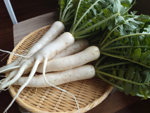奥出雲産自然栽培春大根(1.5kg)