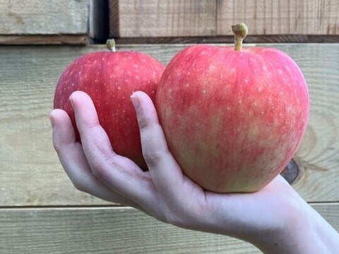 【10月上旬ころ収穫】千秋(せんしゅう) りんごらしい甘酸っぱさ 家庭用 5kg (12
～26個)