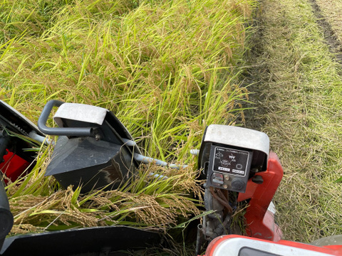 【令和7年】ミルキークイーン・再生二期作・白米無洗米（5kg）【栽培期間中　農薬・化学肥料不使用】