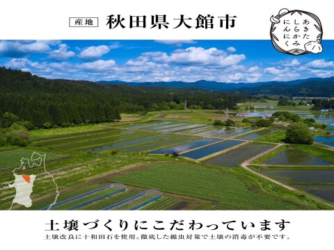 【新規出店記念セール！！】新物　白玉王🧄『あきたしらかみにんにく』訳ありLサイズ1kg