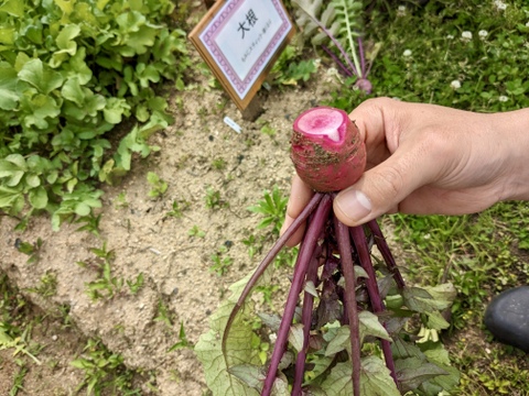 食卓に彩りを！ホテルで使われている赤芯大根（もみじスティック）