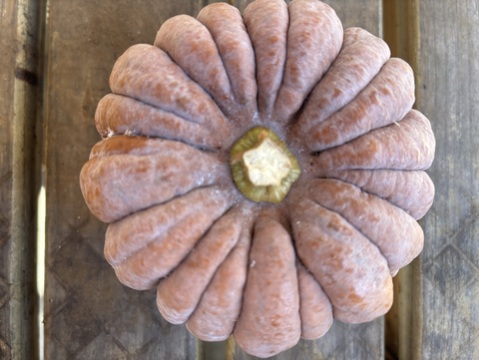 自然栽培 丹沢山麓の固定種・在来種野菜Sセット 4品種　農薬・化学肥料・動物性肥料は一切不使用  菌ちゃん農法