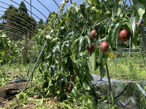 【訳あり】傷あり有機パッションフルーツ（1.5g）12〜18個