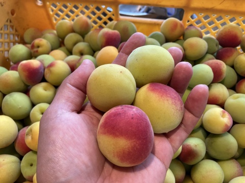 自然農法で大事に育てた熟梅（4kg）追熟させて梅干しなどにどうぞ