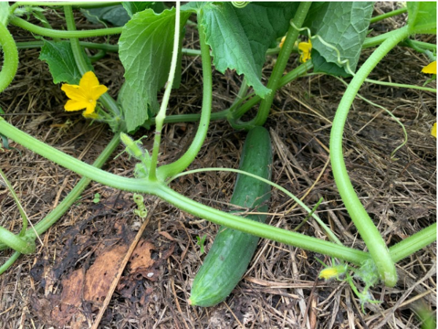 奥出雲産自然栽培地這いきゅうり(1kg)