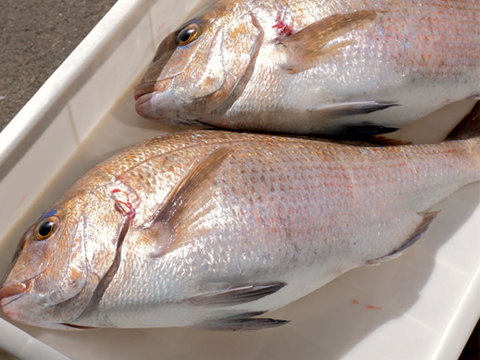 【母の日ギフト】お母さんに美味しいを贈ろう！三重県産のブランド真鯛。＜３枚おろし・皮なし＞下処理済で楽らく調理♬