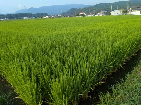 【お試し】緑肥栽培のお米　夢つくし　福岡産　1.5kg　8年産