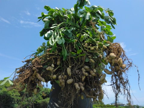 【本気の掘りたて】☆茹でて美味しい『千葉県産☆生落花生・おおまさり』約1.5kg☆