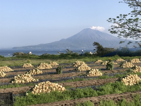 桜島を眺めながら育った野菜たち　新玉ねぎ４キロとスナップエンドウ1キロの5キロ以内セット