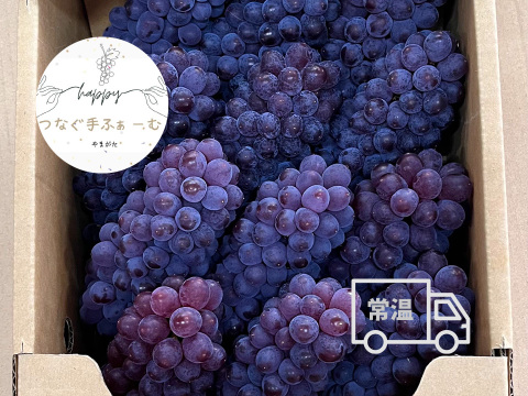 【山形】ジューシー！深い甘味！ 王道デラウェア 2kg(12～16房）贈答用 ギフト ご家庭用 お子様にも喜ばれます♪  ◎常温便◎