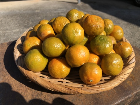 シークヮーサ (冬採り) 1kg