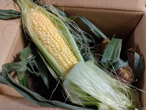 千葉県　袖ケ浦産　朝取りトウモロコシ　スイートコーン　みらい　2Lサイズ10本　7月発送　関東当日便指定可能