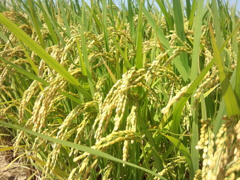 2025年 新米！ 愛媛県産 コシヒカリ  5kg　5,250円