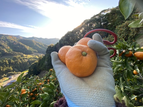 高糖系みかん代表【総合２１】🍊５キロ【数量限定！】