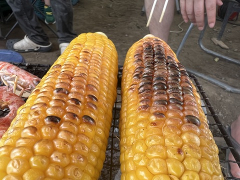 白と黄色のとうもろこし食べ比べセット🌽5本ずつ［合計10本］