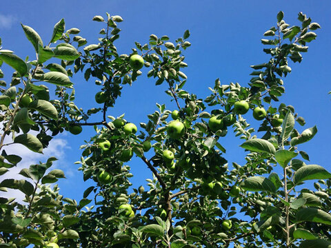 希少品種 信州りんご 加工用 ブラムリー 約3キロ サビ・傷あり 小布施町 クッキングアップル 大小様々 復興支援 #bramley-e-3k