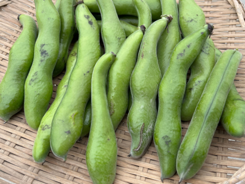 【お買い得】訳あり/朝穫れ❗5㎏「そら豆（さや付き）」