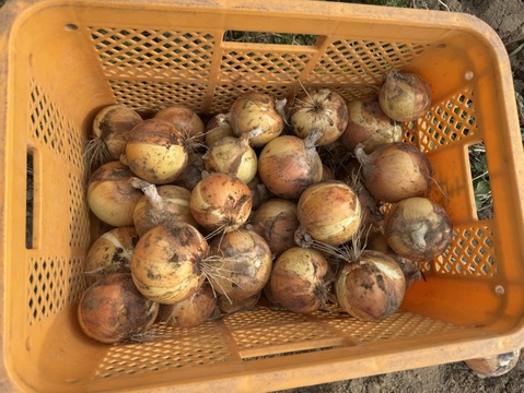 甘〜い　糖度11度　玉ねぎ　七宝甘70群馬県産　有機肥料栽培　化学農薬・除草剤不使用