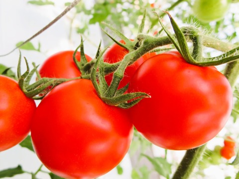 【予約商品】☆糖度１２度以上☆　厳選！！　スパルタ生まれの笑ちゃんトマト（１ｋｇバラ入り）