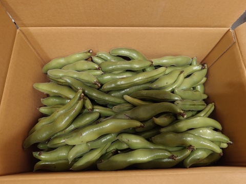 【訳あり】めちゃ旨！そら豆　4kg