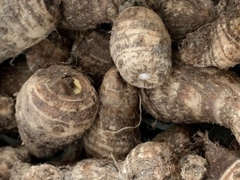 里芋(土たれ)3kg農薬化学肥料不使用サトイモ