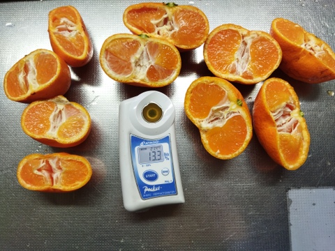 ラスト　家庭用A品  蔵出し貴少品種　ひめのか【ミカン】　箱込み4.5キロ