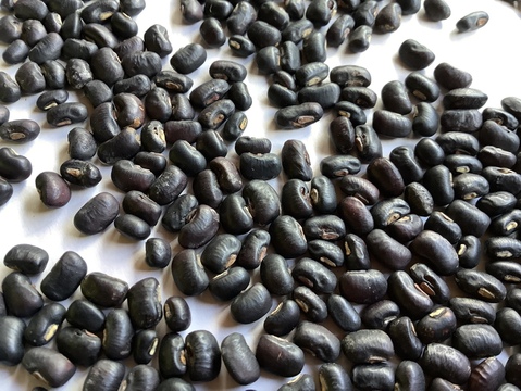 ＊規格外・B品＊◎自然栽培◎黒ささげ 1.5kg《令和6年・山形県鶴岡産》