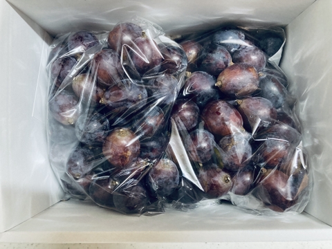 🍇訳あり・粒ピオーネ🍇  約1.5kg【岡山県産】種なしぶどう【ニューピオーネ】