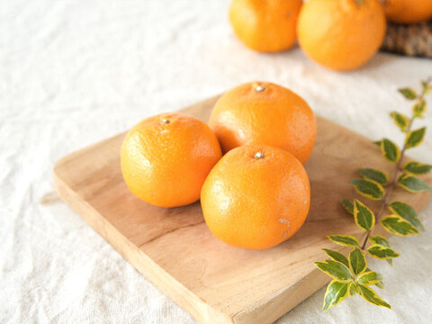 【濃厚な甘さが魅力】ポンカン【贈答用(特選品)】10kg 317-2