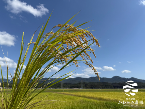 【令和7年産新米】新潟県産コシヒカリ精米5kg