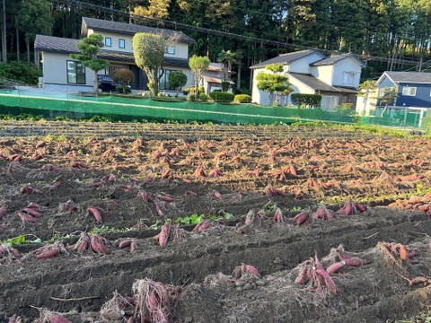 蜜たっぷり！富山県産『紅はるか』(10kg)