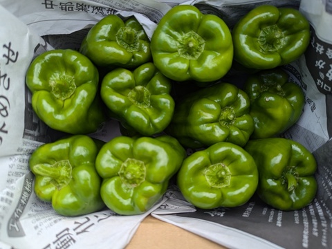 【栽培期間中　農薬不使用】お子様たちから大絶賛！プリプリのピーマン（60サイズの箱に入るだけ！）