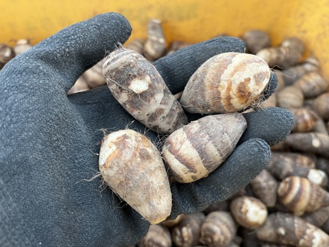 ほくほく海老芋／孫（きぬかつぎ用）【静岡県磐田市産】1kgセット