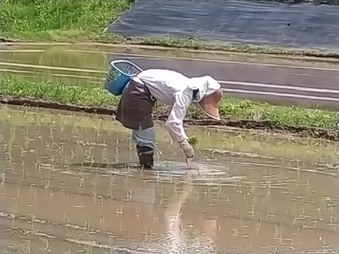 甘みと弾力が抜群！有機魚沼コシヒカリ　玄米5ｋｇ