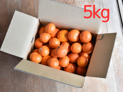 濃厚果汁がたっぷり！　セミノール【家庭用(訳あり)】[5kg]　319-3